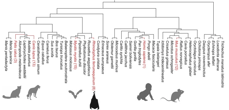 蝙蝠多能干細(xì)胞的獨(dú)特特性 蝙蝠多能干細(xì)胞的獨(dú)特特性