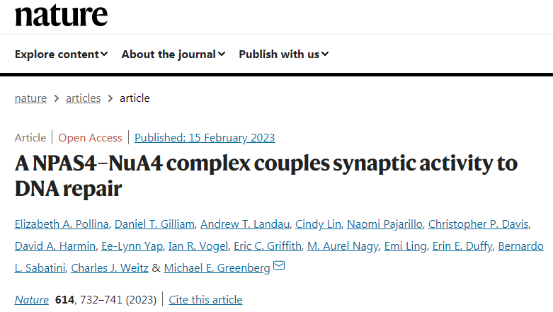 研究發(fā)現(xiàn)了神經(jīng)元中存在著一種獨特的DNA修復(fù)機制 研究發(fā)現(xiàn)了神經(jīng)元中存在著一種獨特的DNA修復(fù)機制