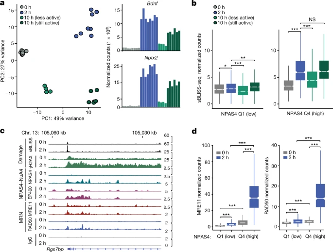 NPAS4-NuA4結(jié)合位點隨著可誘導轉(zhuǎn)錄的消退進行DNA修復(fù) NPAS4-NuA4結(jié)合位點隨著可誘導轉(zhuǎn)錄的消退進行DNA修復(fù)