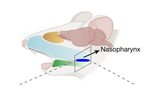 《Nature》甲流當(dāng)季，大腦如何感知感染以及“布洛芬”沒效果的原因？