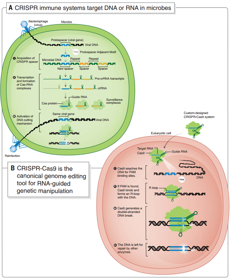 微生物中的 CRISPR 自我防御系統(tǒng)和 CRISPR-Cas9 基因編輯系統(tǒng)