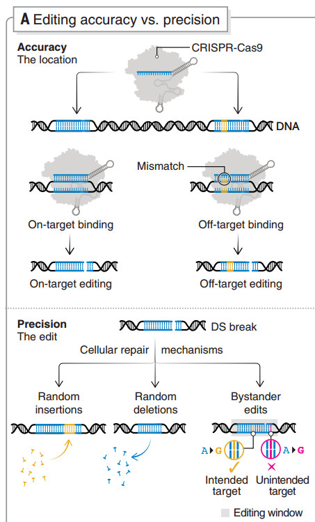 基因編輯特異性和準確性