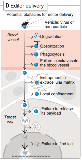 CRISPR 遞送過程