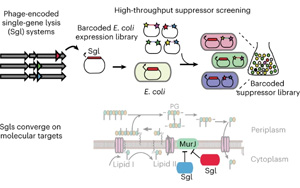 一個(gè)全新的抗生素世界！Nature子刊報(bào)道單個(gè)噬菌體蛋白特性研究新方法
