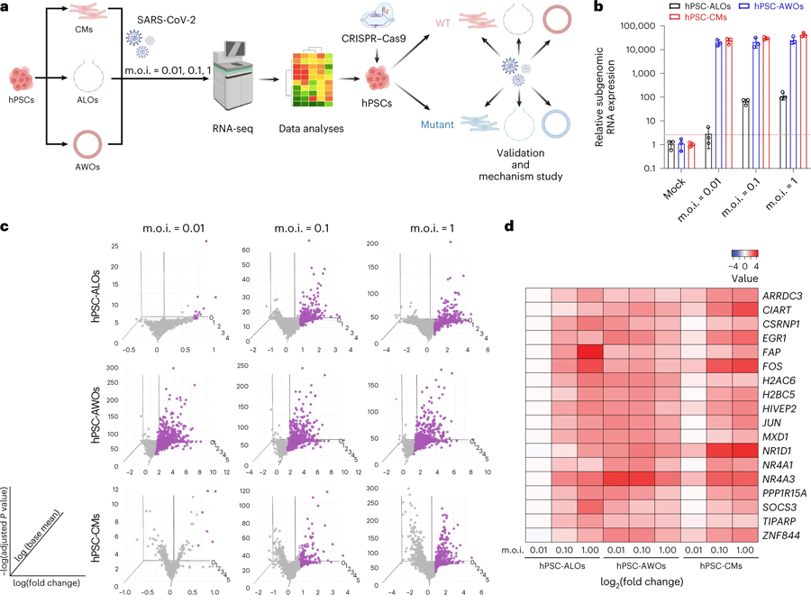 用于識(shí)別與SARS-CoV-2感染相關(guān)基因的多類器官平臺(tái) 用于識(shí)別與SARS-CoV-2感染相關(guān)基因的多類器官平臺(tái)