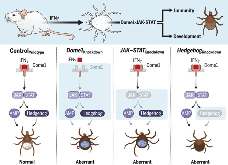 共生細(xì)菌擬桿菌中轉(zhuǎn)錄終止因子Rho的相分離控制基因表達(dá)并促進(jìn)哺乳動(dòng)物腸道中的細(xì)菌適應(yīng)性 共生細(xì)菌擬桿菌中轉(zhuǎn)錄終止因子Rho的相分離控制基因表達(dá)并促進(jìn)哺乳動(dòng)物腸道中的細(xì)菌適應(yīng)性