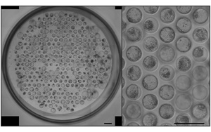 《Nature Protocols》：新突破！能夠模擬人類(lèi)胚胎植入的模型
