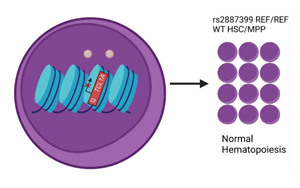 Nature：血癌可以預(yù)防，關(guān)鍵在這個(gè)靶點(diǎn)