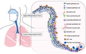 PNAS突破性新發(fā)現(xiàn)：幫助細(xì)菌在人類呼吸道定植的CPS特征