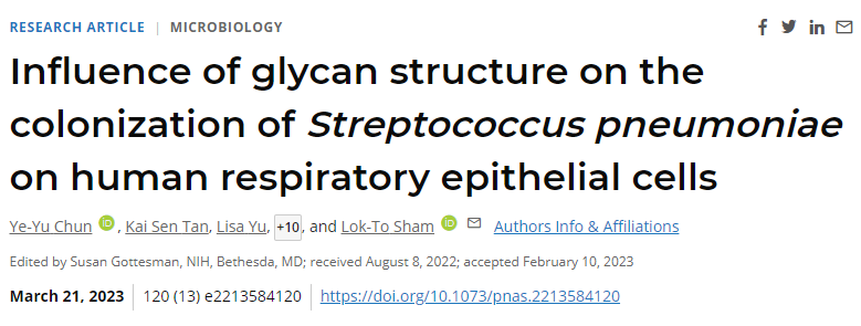 CPS的結(jié)構(gòu)形態(tài)和類(lèi)型在人氣道的附著強(qiáng)度和存活中起著重要作用