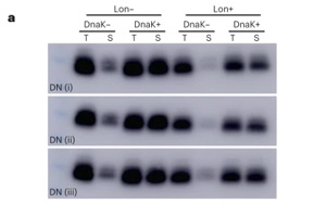 新生蛋白質(zhì)和隨機(jī)產(chǎn)生的蛋白質(zhì)有什么不同？