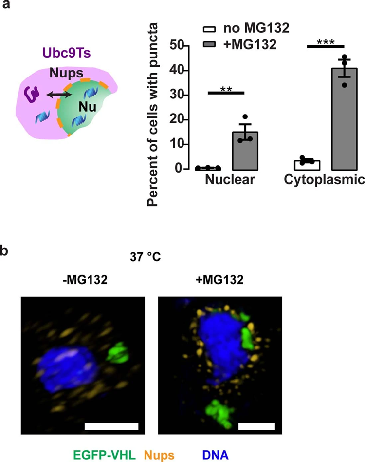 阻斷核質(zhì)轉(zhuǎn)運(yùn)對(duì)Ubc9Ts清除的影響 阻斷核質(zhì)轉(zhuǎn)運(yùn)對(duì)Ubc9Ts清除的影響