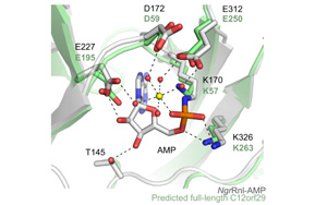 Nature子刊發(fā)現(xiàn)了隱藏的RNA修復(fù)機(jī)制：一種前所未知的蛋白質(zhì)功能