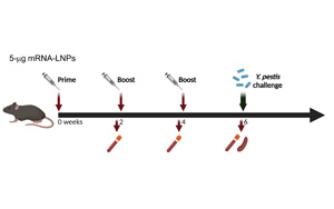 Science子刊：世界首個(gè)能抵御致死性細(xì)菌感染的mRNA疫苗問世