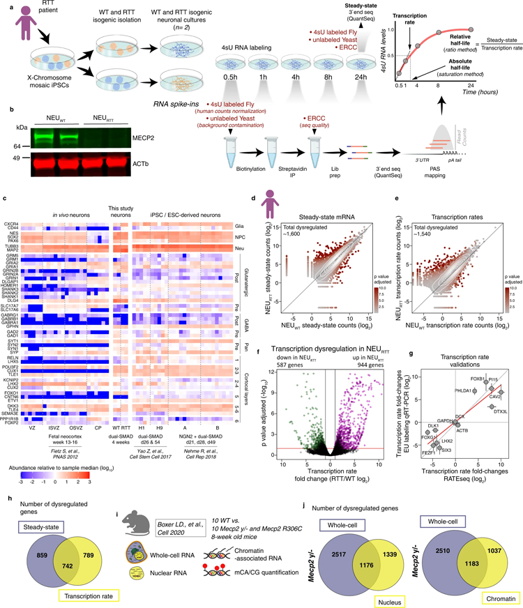 RTT神經(jīng)元轉(zhuǎn)錄速率的變化不會(huì)自動(dòng)導(dǎo)致mRNA穩(wěn)態(tài)的改變 RTT神經(jīng)元轉(zhuǎn)錄速率的變化不會(huì)自動(dòng)導(dǎo)致mRNA穩(wěn)態(tài)的改變