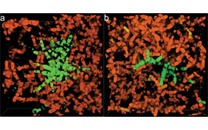 多細(xì)胞生命起源之旅:實(shí)驗(yàn)室中單細(xì)胞群向多細(xì)胞的長期實(shí)驗(yàn)進(jìn)化