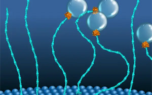 科學(xué)家發(fā)現(xiàn)了一類(lèi)新的“分子馬達(dá)”