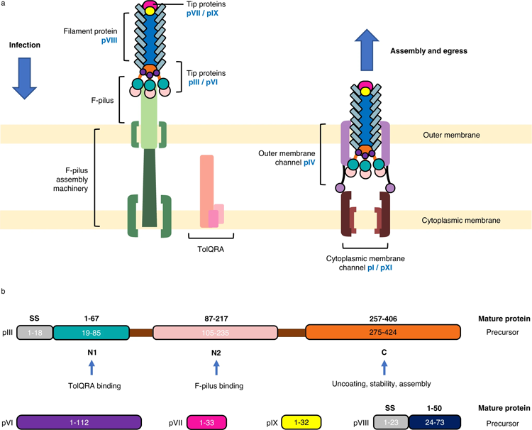 噬菌體感染、排出和包含噬菌體衣殼的蛋白質(zhì)的示意圖