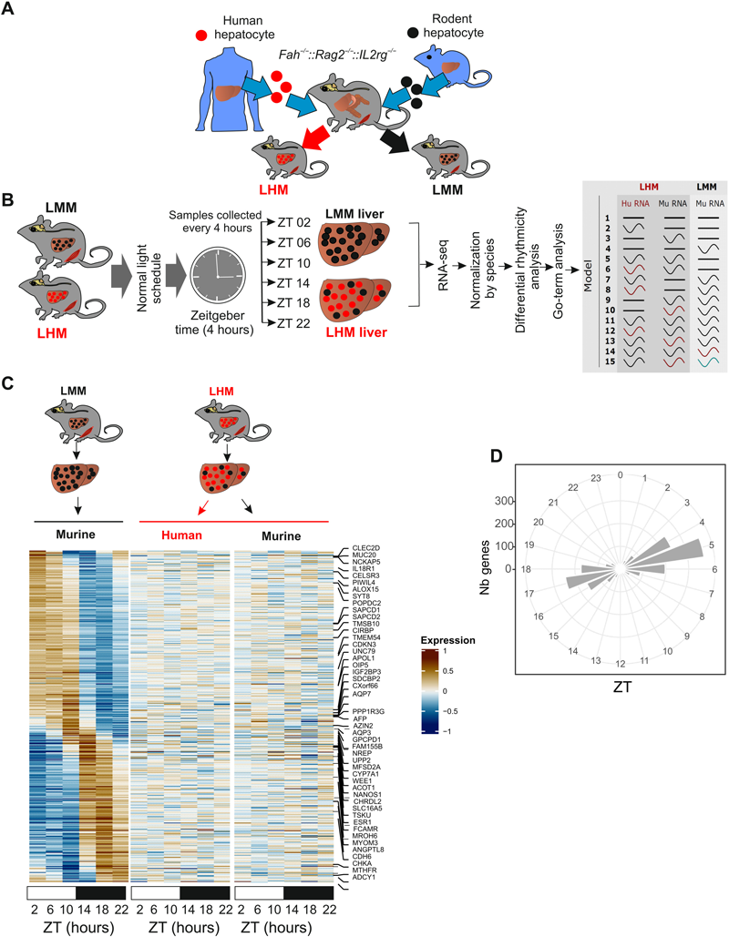 人肝細胞的移植影響肝臟節(jié)律性基因的表達 人肝細胞的移植影響肝臟節(jié)律性基因的表達