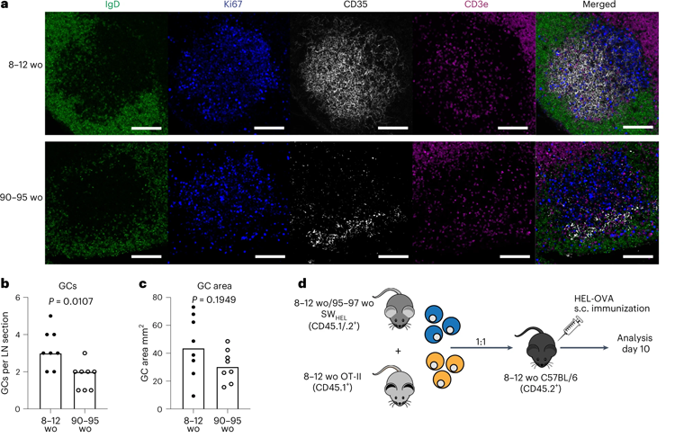 老年小鼠的GC反應及其輸出減弱