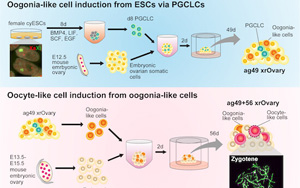 研究人員在實(shí)驗(yàn)室成功地誘導(dǎo)了靈長(zhǎng)類(lèi)動(dòng)物的卵母細(xì)胞