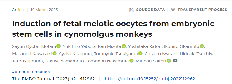 新研究成功地從食蟹猴的胚胎干細(xì)胞中誘導(dǎo)了減數(shù)分裂(分裂)卵母細(xì)胞
