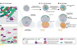 Nature子刊：RNA引導機制驅(qū)動細胞命運