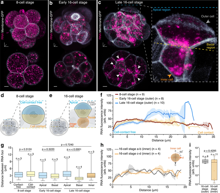 活的16細(xì)胞期小鼠胚胎外細(xì)胞中頂端至基礎(chǔ)RNA梯度 活的16細(xì)胞期小鼠胚胎外細(xì)胞中頂端至基礎(chǔ)RNA梯度