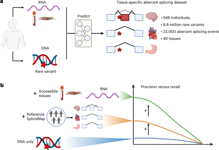 研究設計和主要發(fā)現(xiàn)