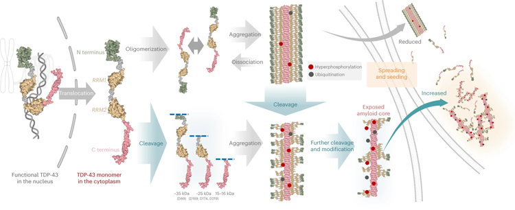 一種形成TDP-43原纖維的機(jī)制模型 一種形成TDP-43原纖維的機(jī)制模型