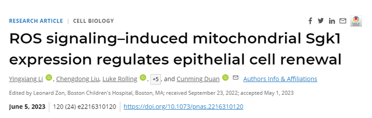 人體線粒體中的一個(gè)環(huán)可能允許細(xì)胞在分化的道路上后退 人體線粒體中的一個(gè)環(huán)可能允許細(xì)胞在分化的道路上后退