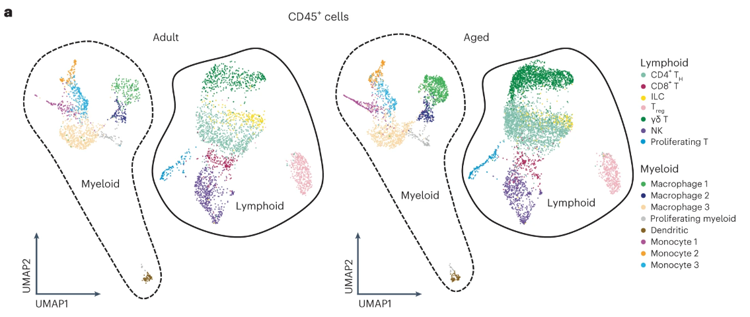 淋巴免疫細(xì)胞亞群顯示IL-17A/F相關(guān)信號傳導(dǎo)增加 淋巴免疫細(xì)胞亞群顯示IL-17A/F相關(guān)信號傳導(dǎo)增加