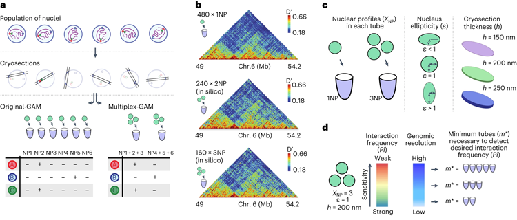 SWI/SNF的缺陷促進了真正的記憶T細胞形成 SWI/SNF的缺陷促進了真正的記憶T細胞形成