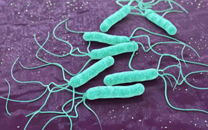 毫無下限！“網(wǎng)紅菌”幽門螺桿菌新“罪證”再曝光！竟能削弱腫瘤免疫治療