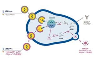 GMP級(jí)轉(zhuǎn)染試劑，為您提供高產(chǎn)量的病毒、蛋白類工業(yè)生產(chǎn)用轉(zhuǎn)染試劑