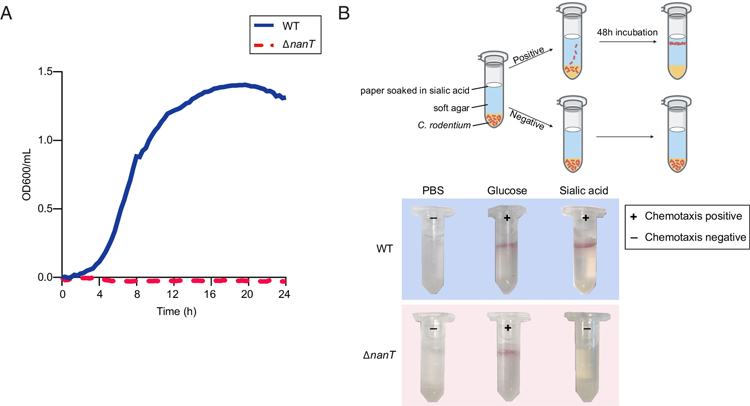 NanT是大多數(shù)革蘭氏陰性菌中主要的唾液酸轉(zhuǎn)運(yùn)蛋白