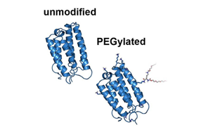蛋白質(zhì)交聯(lián)劑及在生物學中的應用
