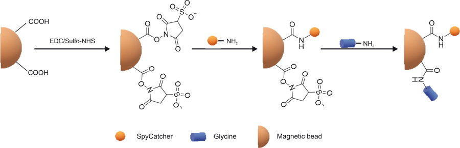 SC連接磁珠的制備