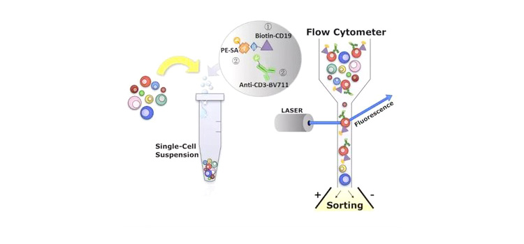 流式細胞術(shù)