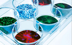 有木有增加蛋白表達量的轉(zhuǎn)染試劑？ ——試試Seebio?小西家的陽離子聚合物PEI