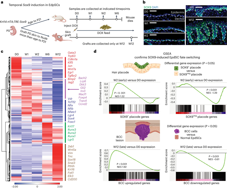 持續(xù)的SOX9再激活使表皮沉默，同時激活毛囊，隨后導致BCC死亡