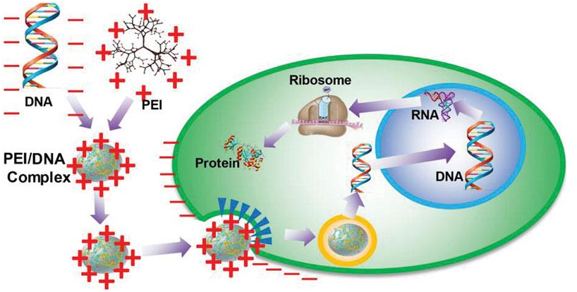 PEI轉(zhuǎn)染原理 PEI轉(zhuǎn)染原理