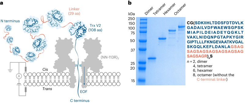 Trx連接子多聯(lián)體經(jīng)電滲驅(qū)動(dòng)易位穿過蛋白質(zhì)納米孔