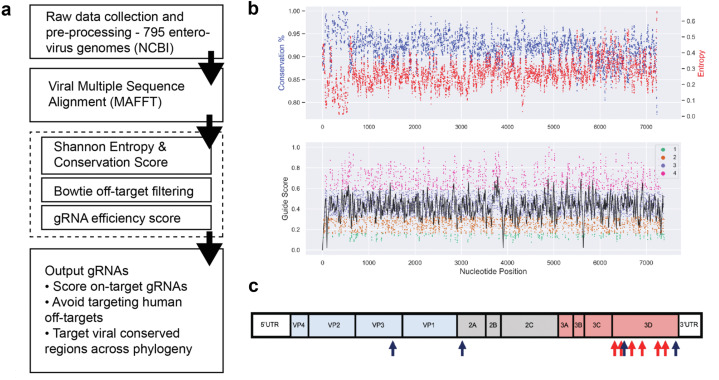 CRISPR-CasRx-gRNA設(shè)計(jì)策略在細(xì)胞中產(chǎn)生具有強(qiáng)效和特異性抗病毒活性的gRNA CRISPR-CasRx-gRNA設(shè)計(jì)策略在細(xì)胞中產(chǎn)生具有強(qiáng)效和特異性抗病毒活性的gRNA