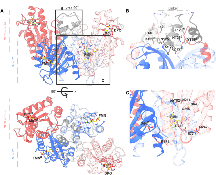 MsLadC二聚體在其暗適應(yīng)狀態(tài)下的晶體結(jié)構(gòu) MsLadC二聚體在其暗適應(yīng)狀態(tài)下的晶體結(jié)構(gòu)