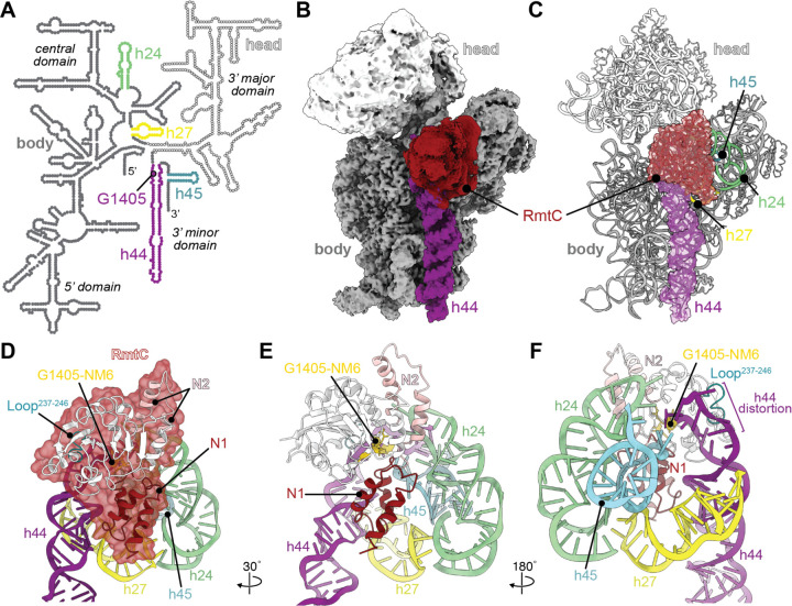 RmtC與保護(hù)性16S rRNA三維表面結(jié)合。