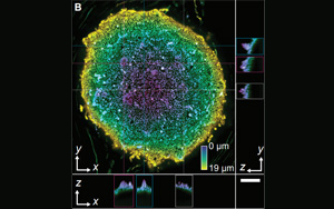 Science：“食油”微生物重塑油滴，加速碳氫化合物的生物降解