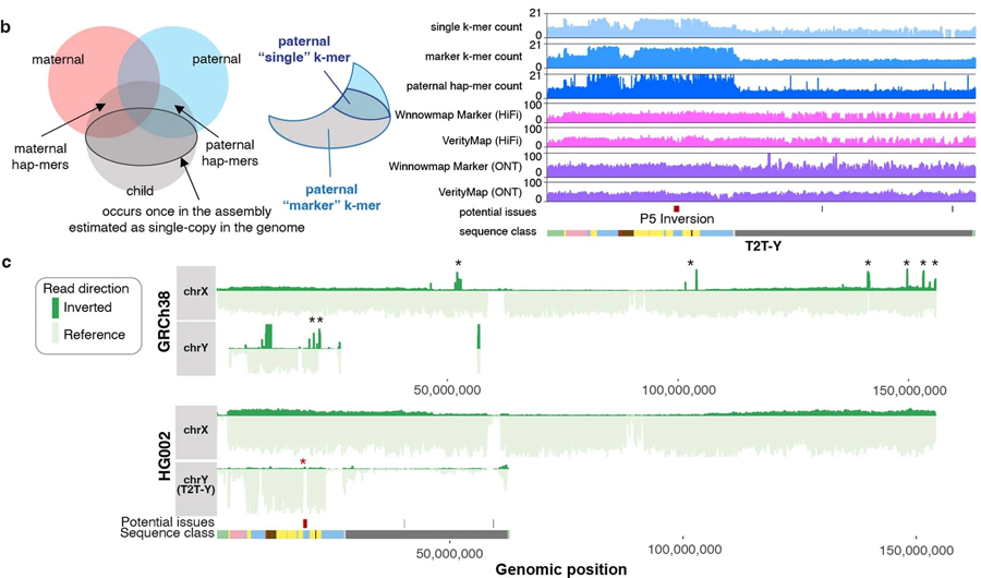 Y染色體的基因組區(qū)域終于被完全測(cè)序 Y染色體的基因組區(qū)域終于被完全測(cè)序