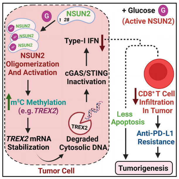 機(jī)理模式圖