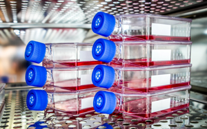 5分鐘“get”生物制藥中細(xì)胞培養(yǎng)的關(guān)鍵要點